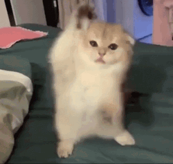 Dancing Animal Fuzzy Cat GIF