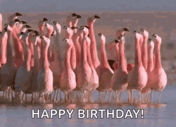 Dancing Animal Happy Birthday Flamingo GIF