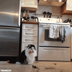 Dancing Animal Jumping Cat GIF