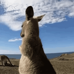 Dancing Animal Kangaroo GIF