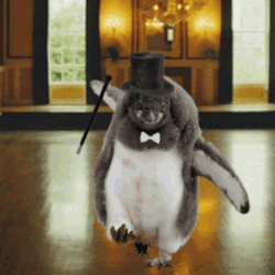 Dancing Animal Penguin Cap GIF
