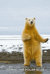 Dancing Animal Polar Bear GIF
