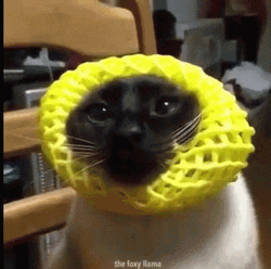 Dancing Animal The Foxy Cat GIF
