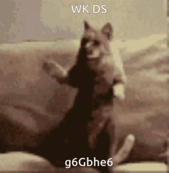 Dancing Animal Weird Dance GIF