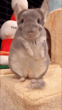 Dancing Animated Adorable Chinchilla GIF