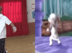 Dancing Barbie Dogs K-Pop Hopping Mash Up GIF