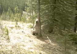 Dancing Bear Forest Tree GIF
