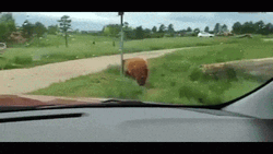 Dancing Bear Pole Scratch GIF
