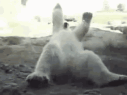 Dancing Bear Shoulder Shimmy GIF
