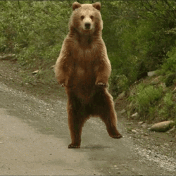 Dancing Bear Side To Side GIF