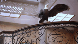 Dancing Bird Bald Eagle Swinging GIF