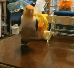 Dancing Bird Happy White-Bellied Parrot GIF