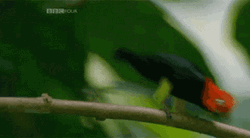 Dancing Bird Red-Capped Manakin GIF