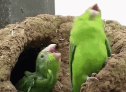 Dancing Bird Rose-Ringed Parakeet GIF