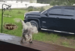 Dancing Bird Vibing GIF