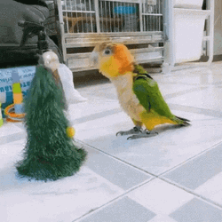 Dancing Bird White-Bellied Parrot Head Bang GIF