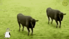Dancing Black Cows Splitting And Multiplying