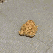 Dancing Brown Frog Funny Butt Shake  GIF