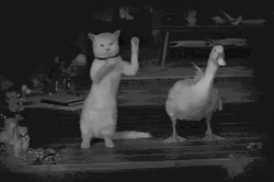 Dancing Cat And Duck