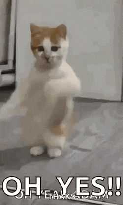 Dancing Cat Dance GIF