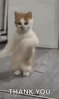 Dancing Cat Dance GIF