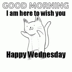 Dancing Cat Funny Good Morning Wednesday GIF