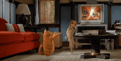 Dancing Cat Garfield And Dog Odie
