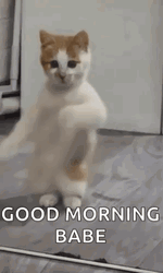 Dancing Cat Good Morning Babe Meme GIF