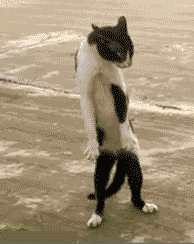 Dancing Cat Moving Sideways