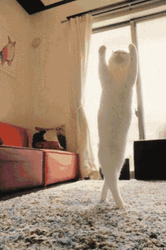 Dancing Cat Near Window