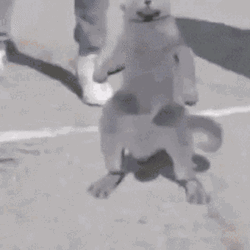 Dancing Cat On Street