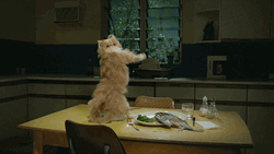 Dancing Cat On Table