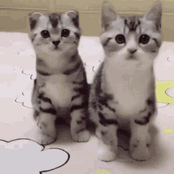 Dancing Cats Synchronized