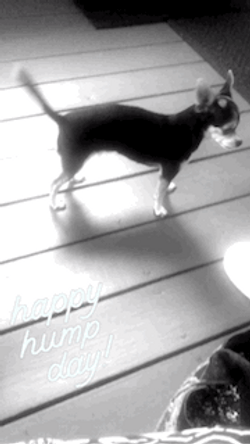 Dancing Chihuahua Happy Hump Day Meme GIF
