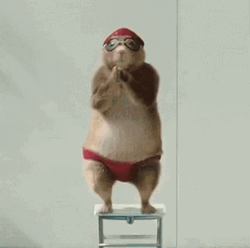 Dancing Chipmunk Diving GIF