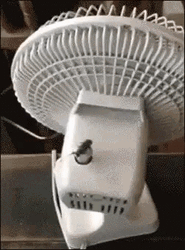 Dancing Cockroach On Fan GIF