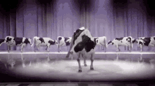 Dancing Cow With Back Up Dancers