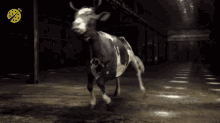 Dancing Cow With Kicking Movements