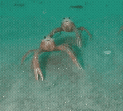 Dancing Crabs Water, One With O On Face GIF