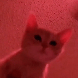 Dancing Cute Cat Party  GIF