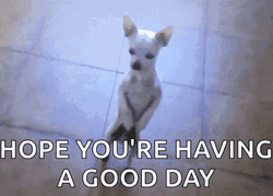 Dancing Dog Hope You're Having A Great Day GIF