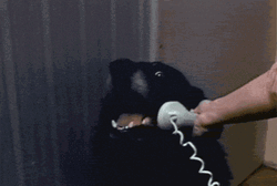 Dancing Dog Meme This Is Me GIF