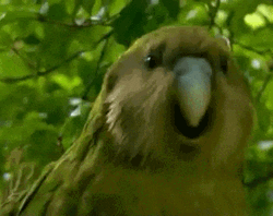 Dancing Dog Meme Vibing Bird GIF