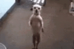 Dancing Doge Body Shake Step GIF