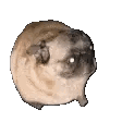 Dancing Doge Feeling The Moment GIF