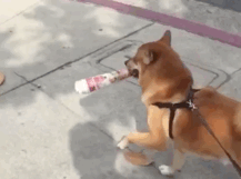 Dancing Doge On Street GIF