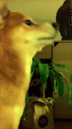 Dancing Doge With Colorful Lights GIF