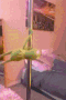 Dancing Frog Muppet Babies Kermit Poll Dancing GIF