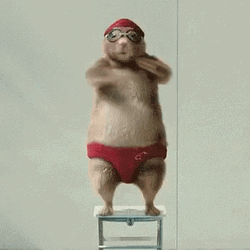 Dancing Hamster Funny Animal  GIF