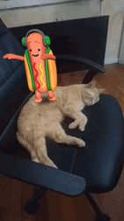 Dancing Hot Dog Cat